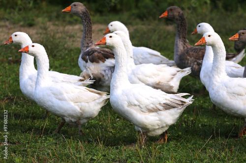 Young geese graze on rural poultry farm yard