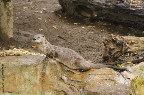 Otter on a tree trunk