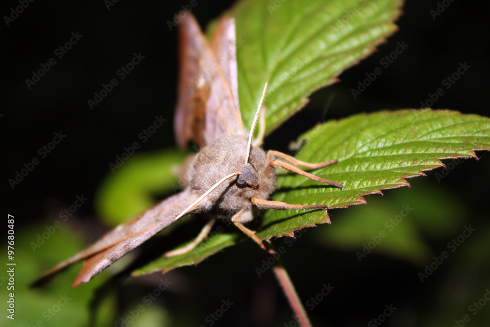 Beige moth on the leaves Beige moth on the leaves