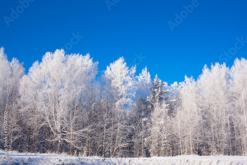 frosted tree tops on sky background