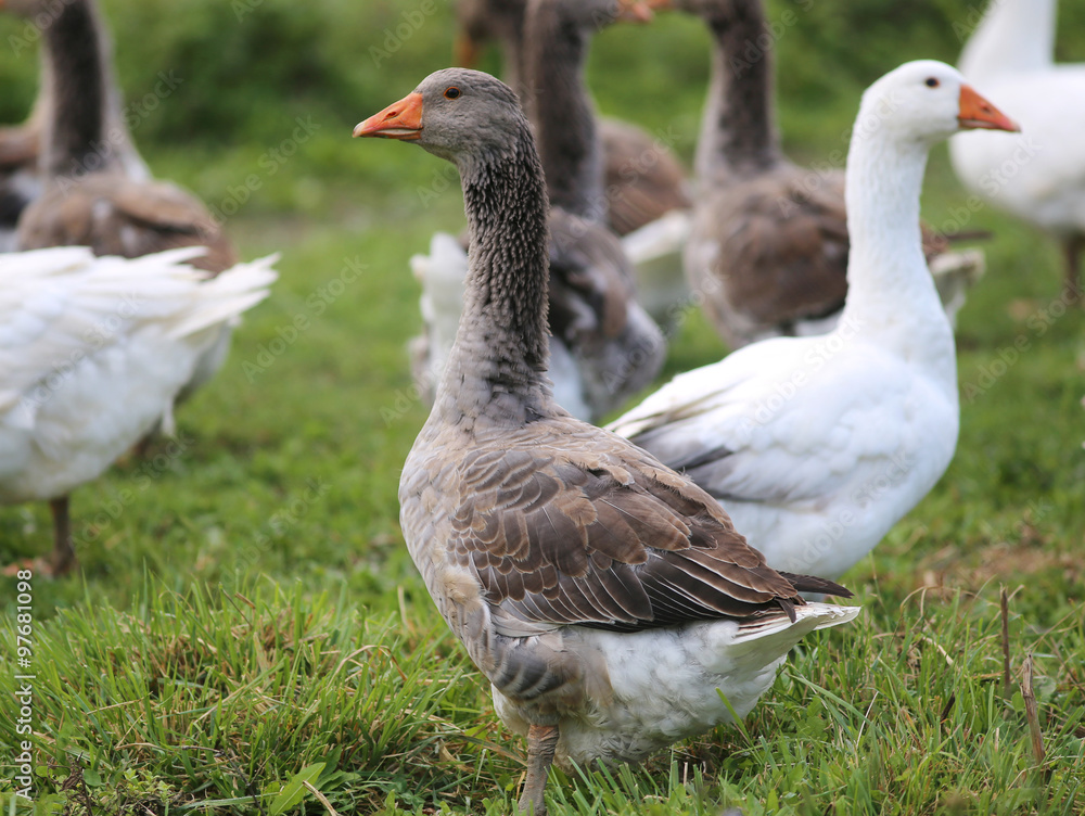 Geese graze on rural poultry farm yard Geese graze on rural poultry farm yard