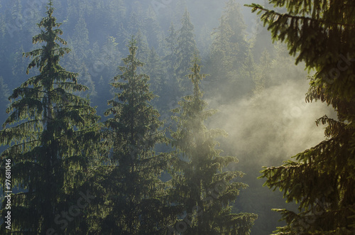 Foggy morning  landscape