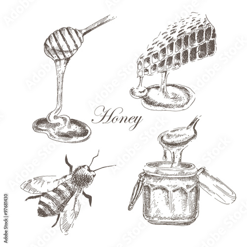 vector honey, honeycells, honeystick, bee illustration. detailed hand drawn sketch of nature objects