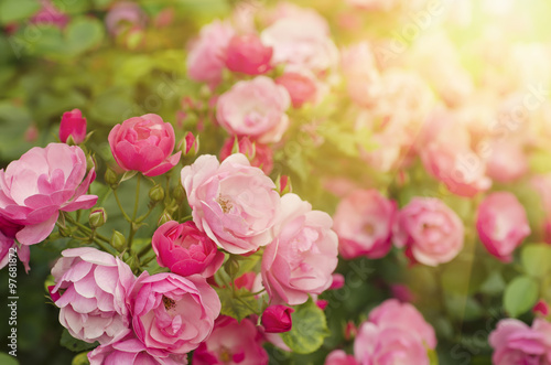 Fototapeta Naklejka Na Ścianę i Meble -  Pink sunny rose