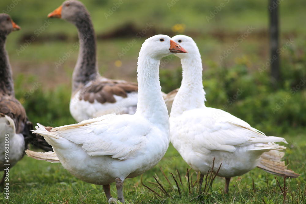 Young white geese grazing on pasture summertime Young white geese grazing on pasture summertime