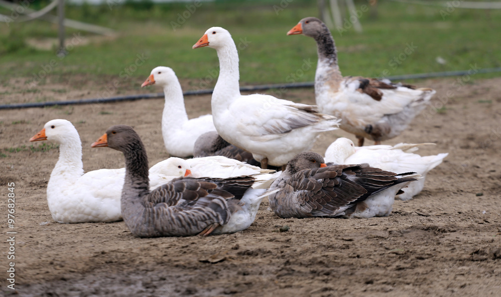 Group of white domestic geese on the poultry farm Group of white domestic geese on the poultry farm