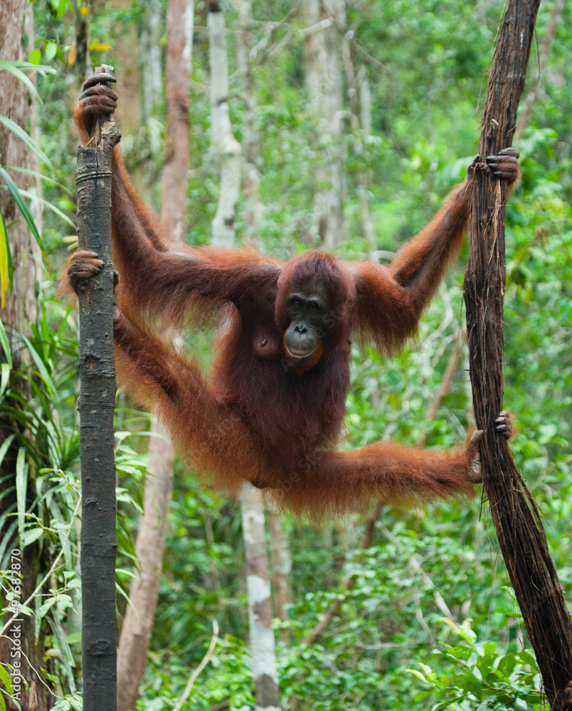 Naklejka premium Orangutan in the wild. Indonesia. The island of Kalimantan (Borneo). An excellent illustration.