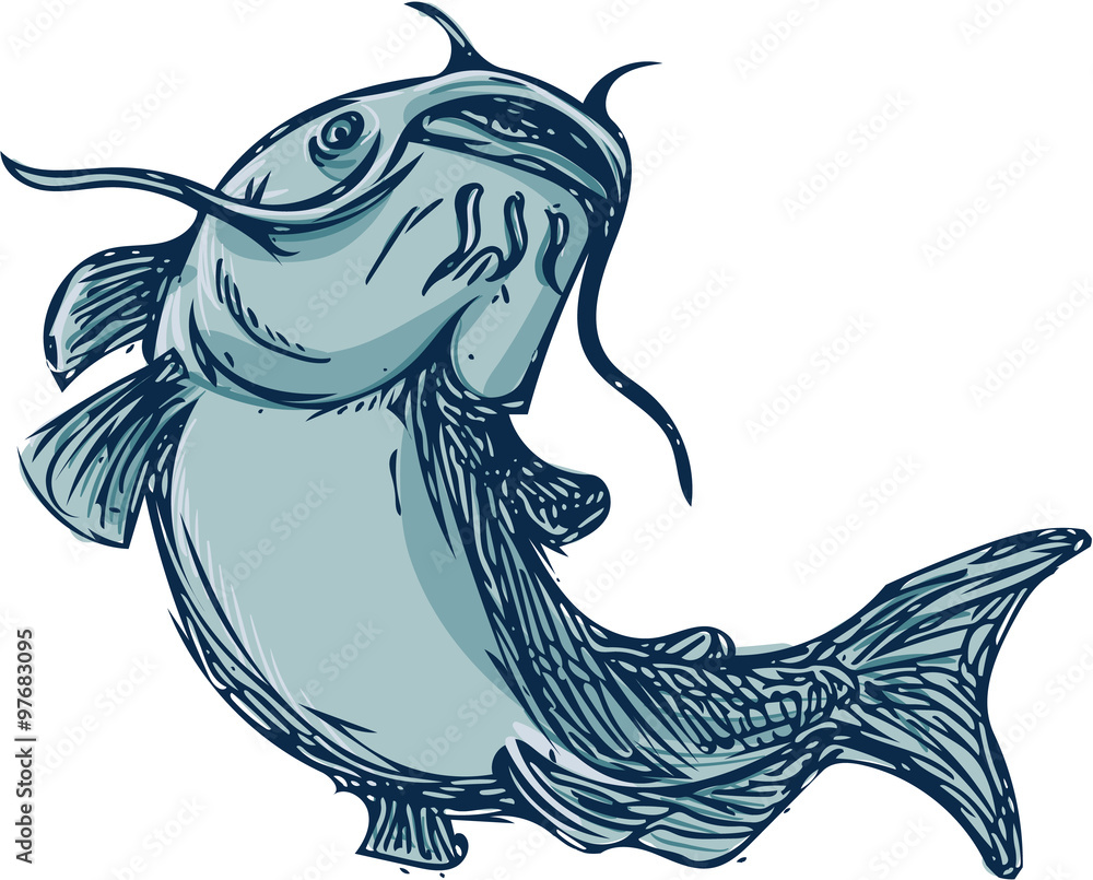 Obraz premium Catfish Mud Cat Jumping Up Drawing