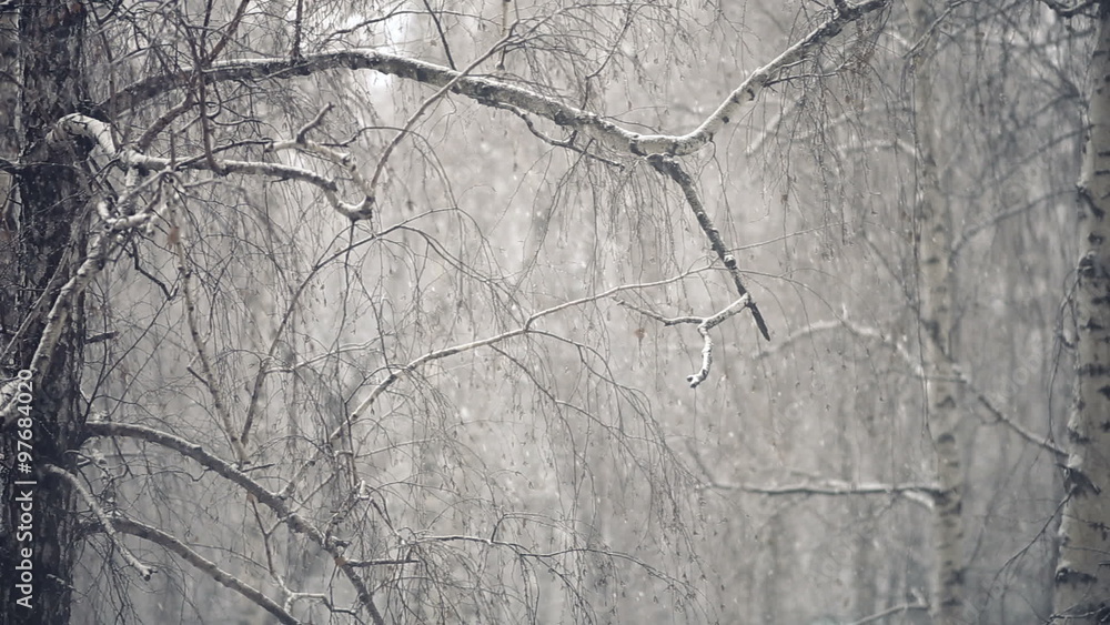 Falling snow in the woods