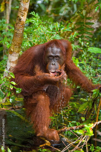 Orangutan in the wild. Indonesia. The island of Kalimantan (Borneo). An excellent illustration.