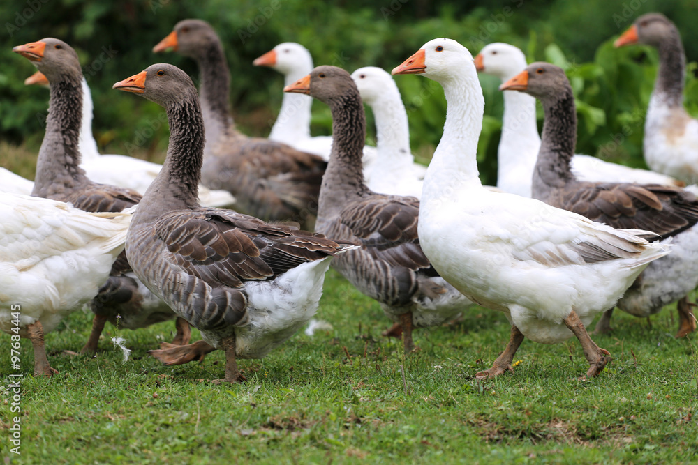 Group of white domestic geese on the poultry farm Group of white domestic geese on the poultry farm