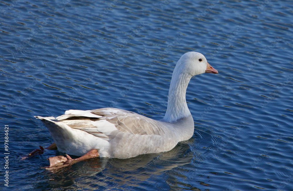 Photo of the Snow goose swimming away