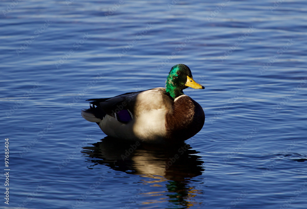 Fototapeta premium Beautiful mallard in the shadows