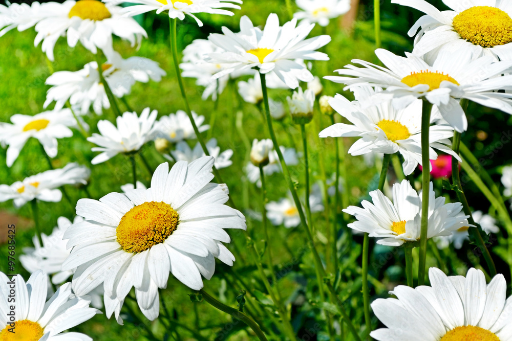Fototapeta premium Wildflowers daisies. Summer landscape.