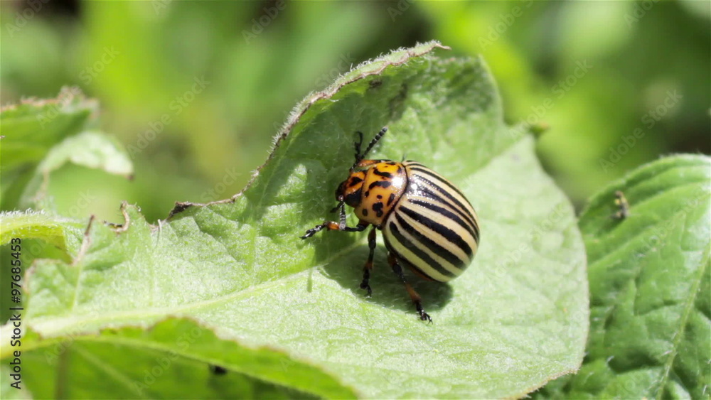 potato pest/Colorado potato beetle pest eats the leaves potato pest/Colorado potato beetle pest eats the leaves