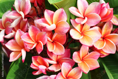 colorful frangiapani flower