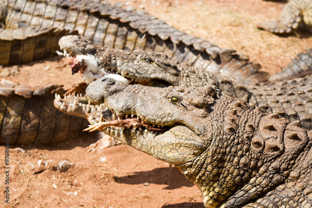 Obraz premium Crocodile 
