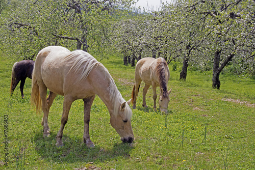 Fototapeta Naklejka Na Ścianę i Meble -  Horses grazing beneath an apple orchard in bloom.