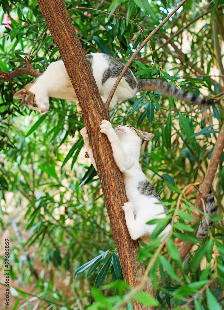 Two cats climbing on the tree.