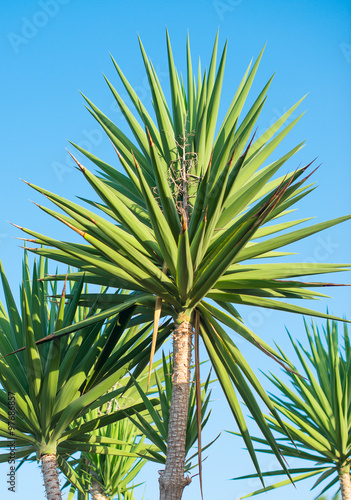 Green palms on the blue sky background.