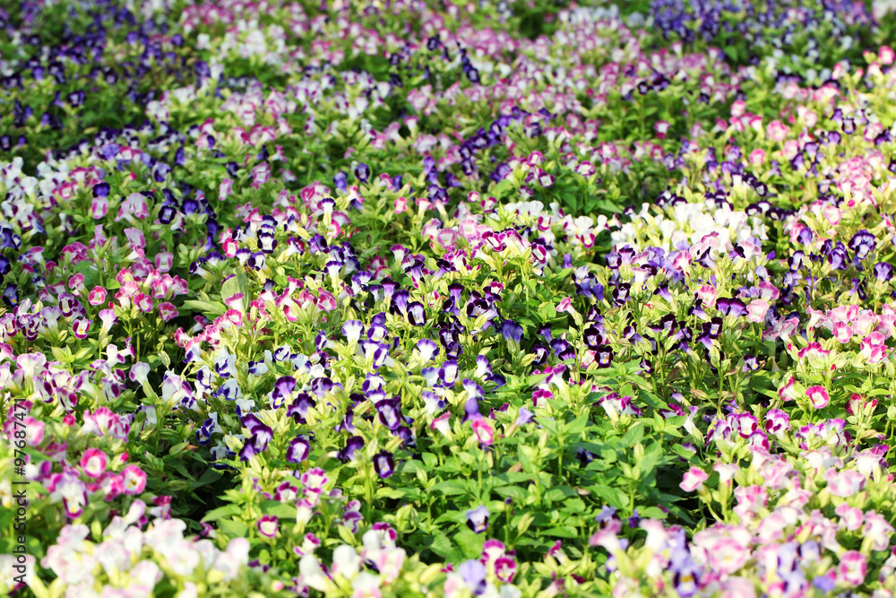 Naklejka premium garden of colorful wishbone flower