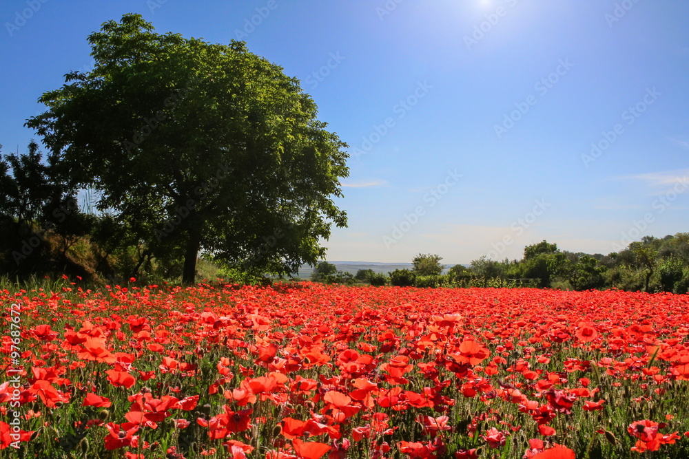 Spring landscape: walnut tree in field of poppies. BASILICATA (ITALY).Rural scene of Palazzo San Gervaso (POTENZA). Spring landscape: walnut tree in field of poppies. BASILICATA (ITALY).Rural scene of Palazzo San Gervaso (POTENZA).