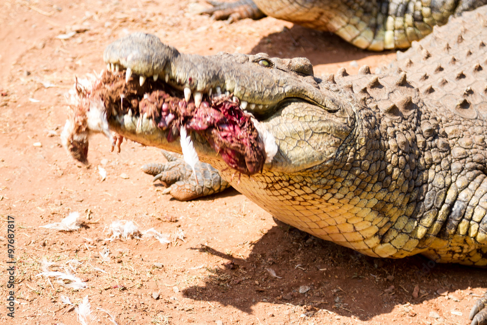 Fototapeta premium Crocodile