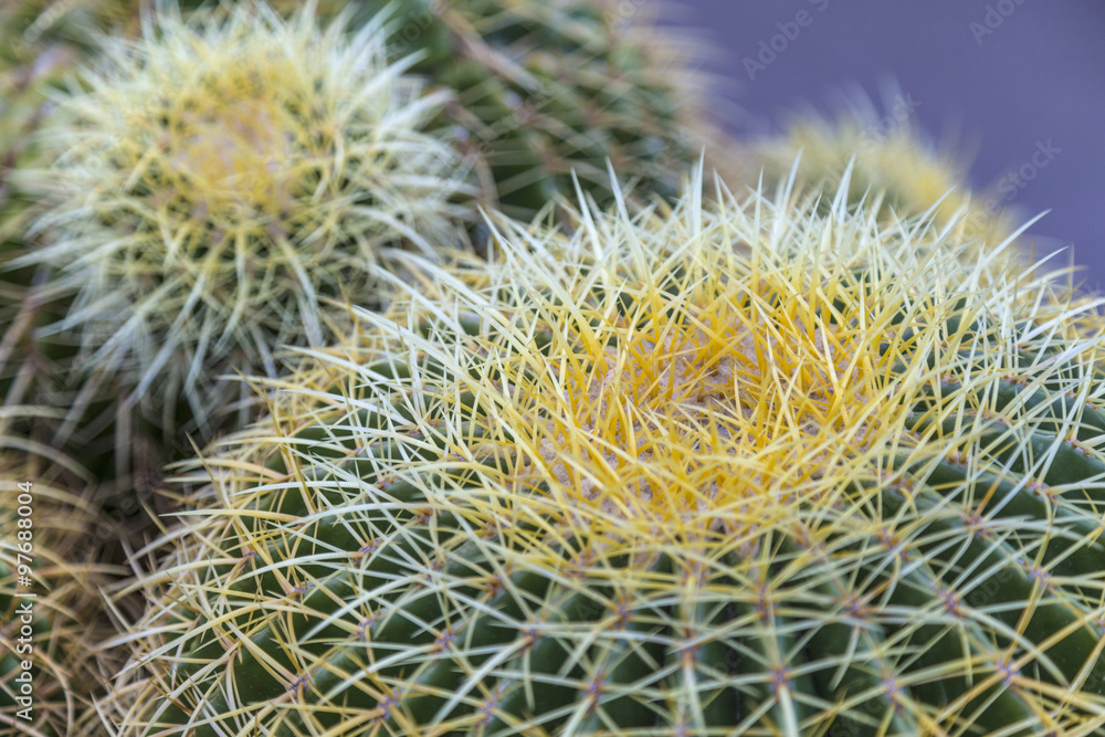 Golden Barrel Cactus Golden Barrel Cactus