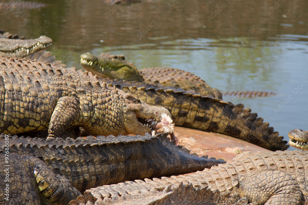 Naklejka premium Crocodile