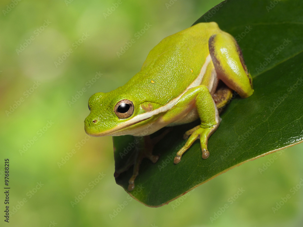 Squirrel Tree Frog on Magnolia Tree Leaf