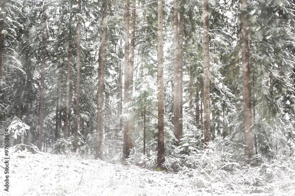 Lovely snowfall in countryside forest landscape. Close-up of snowy winter trees. Lovely snowfall in countryside forest landscape. Close-up of snowy winter trees.