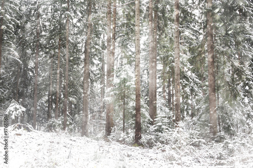 Lovely snowfall in countryside forest landscape. Close-up of snowy winter trees.