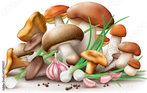 Different edible mushrooms
