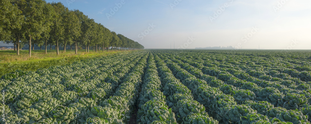 Vegetables growing in a field at dawn