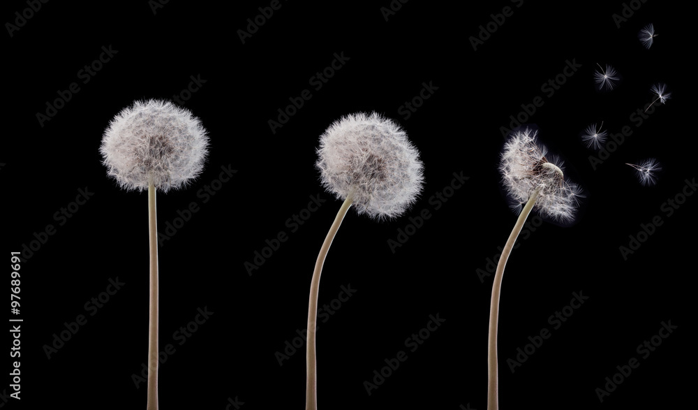 Obraz premium Three swaying dandelion