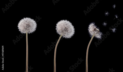 Three swaying dandelion