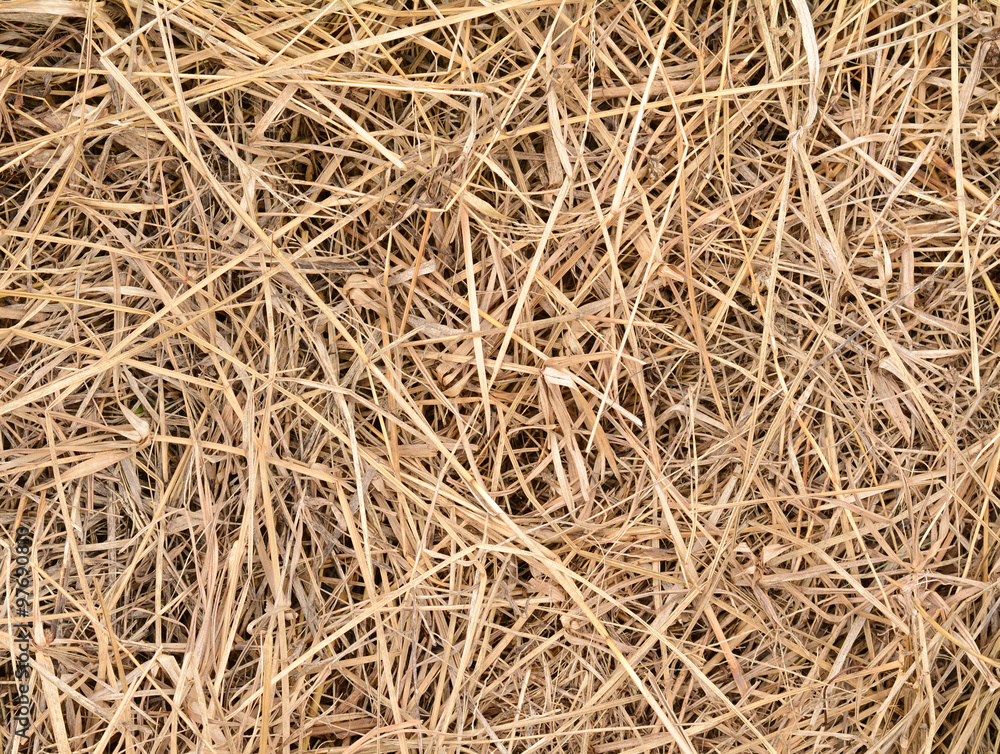 Background dead dry grass