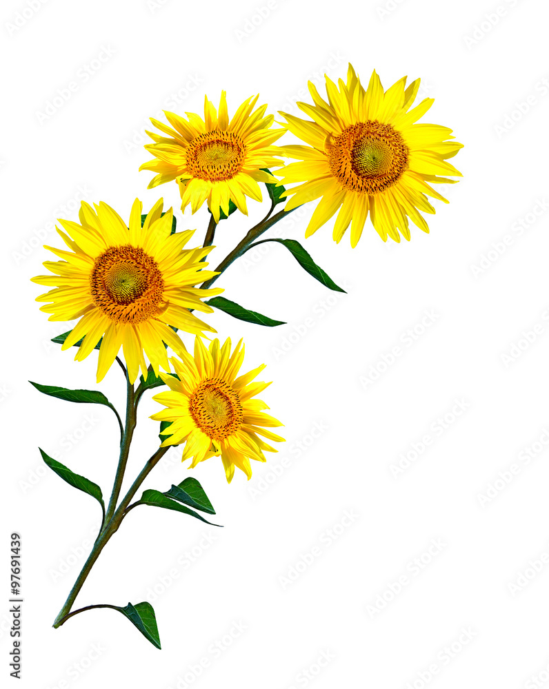 Fototapeta premium beautiful sunflower isolated on a white background