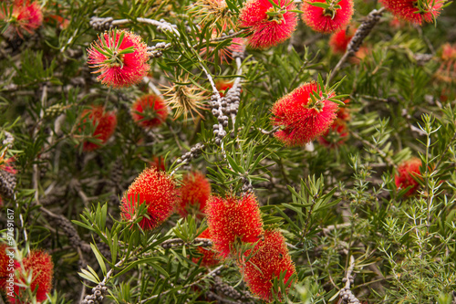 Australia's national flower photo