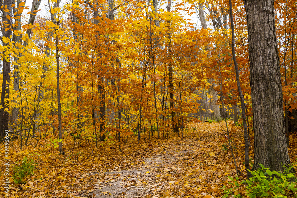Scenic Trail in Autumn