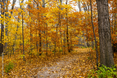 Scenic Trail in Autumn