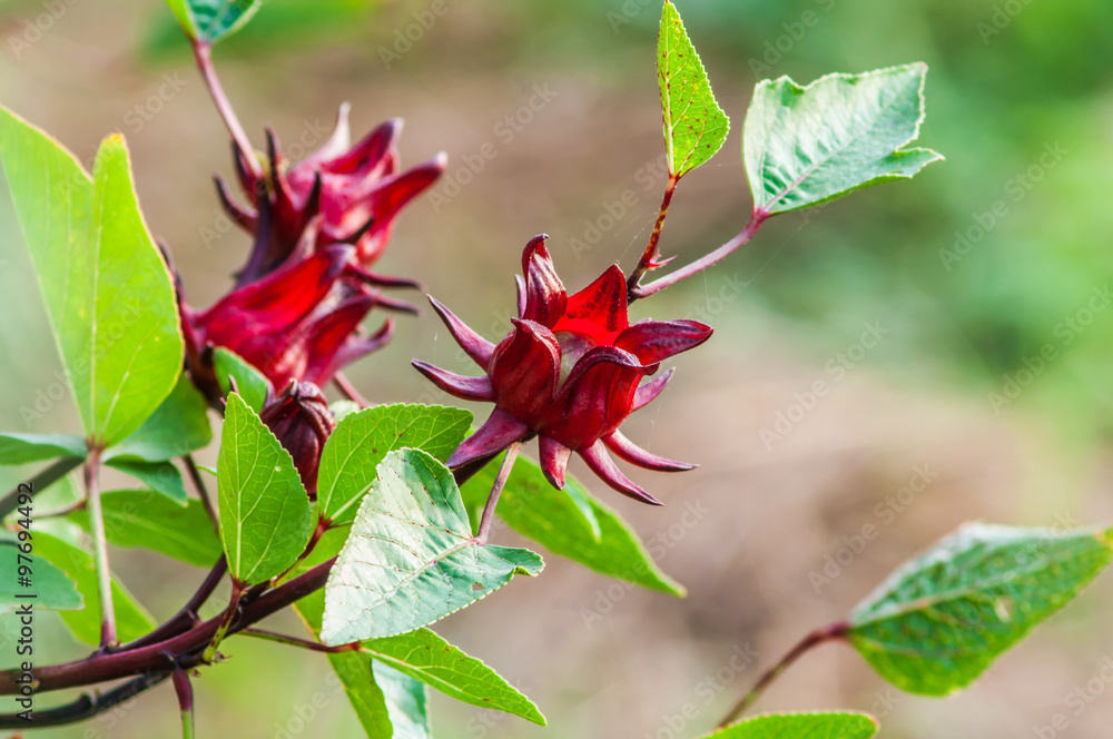 Obraz premium Roselle fruits (Hibiscus sabdariffa L.), Thailand