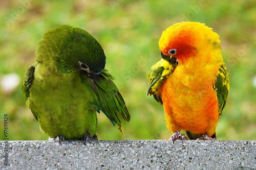 Canvas Print Lovely Parrots