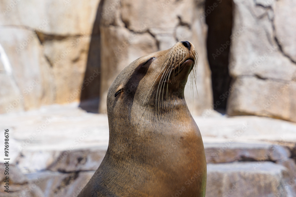 Fototapeta premium sea lion closeup, closing eye