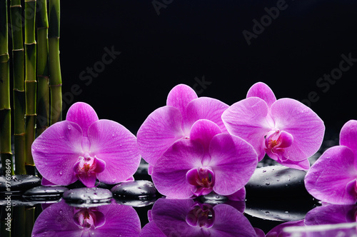 orchid with pebbles and bamboo on wet background