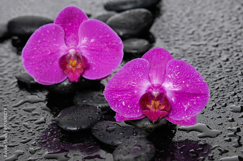 orchid with pebbles on wet background