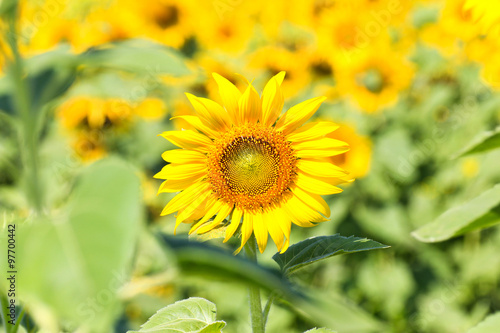 Sunflower Field.