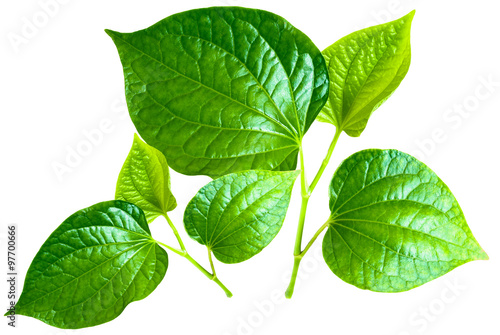 Tableau sur toile Fresh betel leaf isolate on white background
