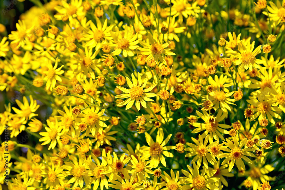 Fototapeta premium Senecio erucifolius flowers