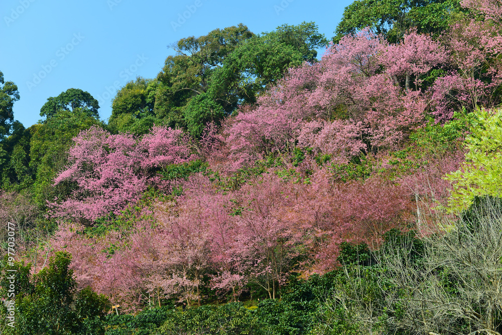 Obraz premium Pink Cherry Blossom flower at khun chang kian village on the top of Doi Suthep, Chiang mai, THAILAND 